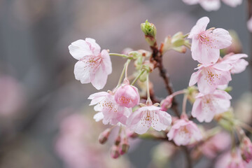 雨上がりの2月、早咲きの河津桜が咲き始める。