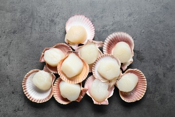 Many fresh raw scallops in shells on grey table, flat lay