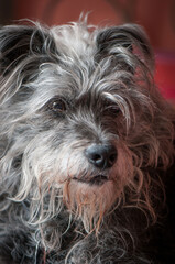 Naklejka premium Schnauzer eyes 