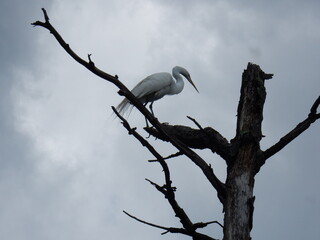 Egret hunting from treetop