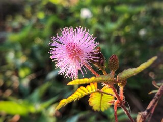 Mimosa flowers in the forest 