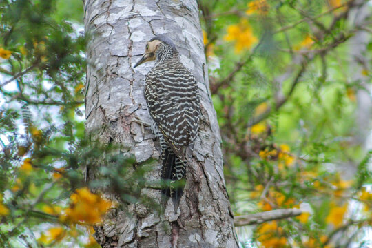 woodpecker on tree