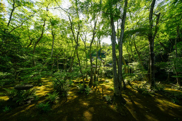 祇王寺の庭園風景