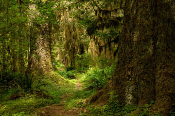 HIker Disappears Into The Hoh Rainforest In Olympic