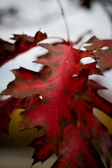 Fototapeta premium red maple leaf