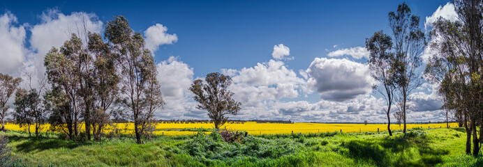 Yellow flowering canola field with blue sky and fluffy clouds panorama