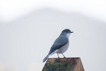 bird on a fence