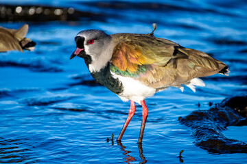 bird in water