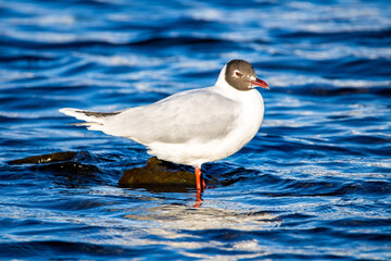 seagull on a rock