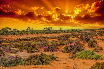 Fototapeta premium Red Desert - Western Australia just Out of Kalgoorlie
