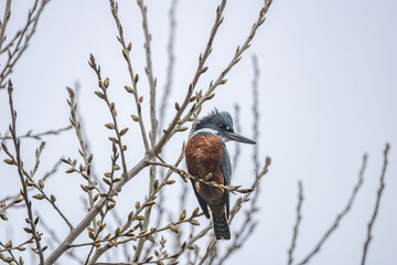 Kingfisher on a tree