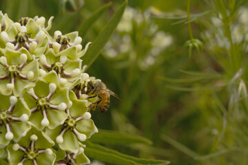 Antelope-horns milkweed in Texas landscape with bee closeup during spring season, copy space on background. - 743309586