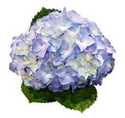 Blooming Hydrangea flower with leaves isolated on transparent background.