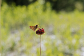 Skipper butterfly on pincushion daisy or perfumeballs during spring in Texas nature. - 743312991