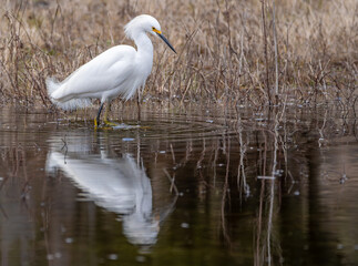 great white heron