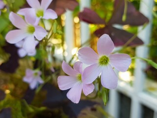 Tropical purple Oxalidaceae little violet beautiful butterfly flowers shamrock violet flower