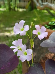 Tropical purple Oxalidaceae little violet beautiful butterfly flowers shamrock violet flower