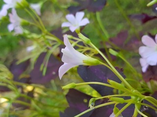 Tropical purple Oxalidaceae little violet beautiful butterfly flowers shamrock violet flower