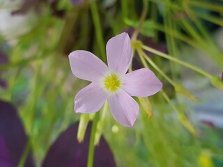 Tropical purple Oxalidaceae little violet beautiful butterfly flowers shamrock violet flower
