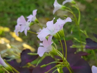 Tropical purple Oxalidaceae little violet beautiful butterfly flowers shamrock violet flower