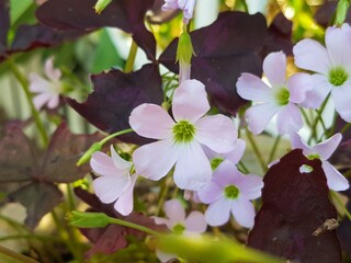 Tropical purple Oxalidaceae little violet beautiful butterfly flowers shamrock violet flower