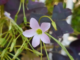 Tropical purple Oxalidaceae little violet beautiful butterfly flowers shamrock violet flower