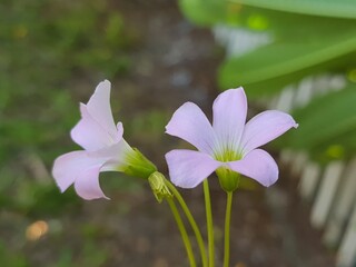 Tropical purple Oxalidaceae little violet beautiful butterfly flowers shamrock violet flower
