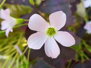 Tropical purple Oxalidaceae little violet beautiful butterfly flowers shamrock violet flower