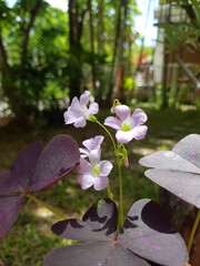 Tropical purple Oxalidaceae little violet beautiful butterfly flowers shamrock violet flower