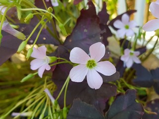 Tropical purple Oxalidaceae little violet beautiful butterfly flowers shamrock violet flower