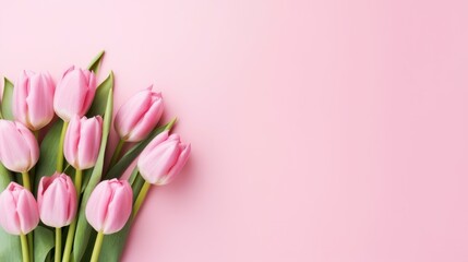 Pink tulip flowers on pink background with copy space