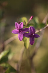 Pseuderanthemum laxiflorum purple beautiful single flower burry background