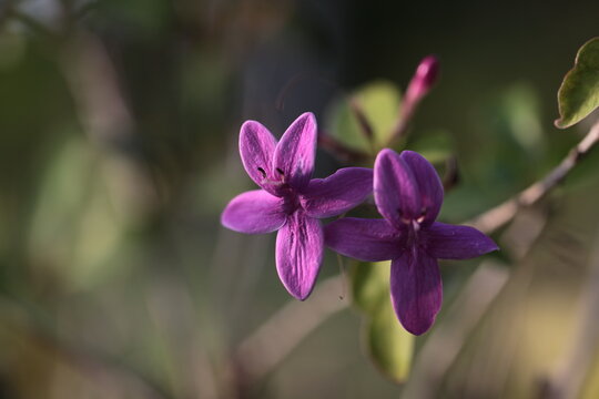 Pseuderanthemum laxiflorum purple beautiful single flower burry background