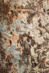 ratchaphruek herb has other local names as kupeya (karen-kanchanaburi), puyo piyu perso mae layu (karen-mae hong son), lakklua lakkhei (karen), ratchaphruek chaiyapruek (central), the word 