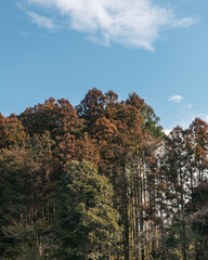 곧게 뻗어있는 나무의 모습