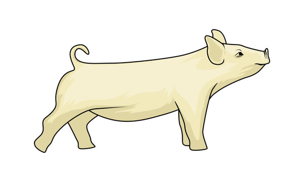 white hampsire vector illustration for livestock fair