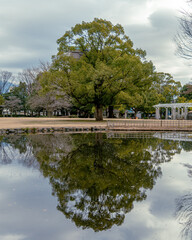 공원 연못에 비친 나무의 모습
