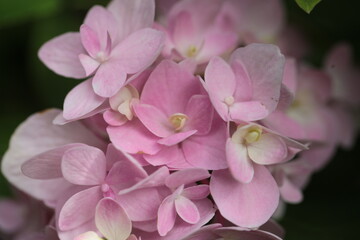 Pink Hydrangea flower burry green background