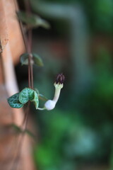 Ceropegia woodii pink flowering plant.cute beautiful blur backgroung zoom in