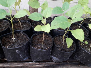 eggplant vegetables plant seeds that are still small. chilli seeds in a black paper bag. Growing vegetables bell pepper sprouts from seeds at home. Home organic farming.