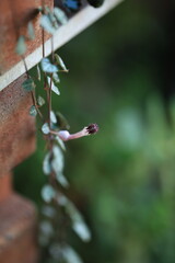 Ceropegia woodii pink flowering plant.cute beautiful blur backgroung zoom in