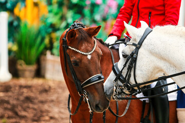 Dressage horse; horse in tournament close-up.