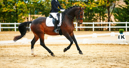 Dressage horse; horse in tournament close-up.