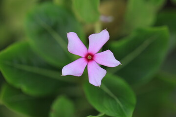 Madagascar Periwinkle pink flower with five petals blurry background
