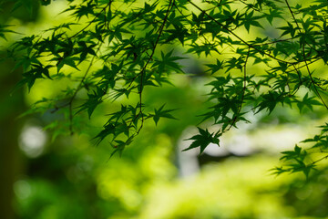 日本楓の新緑