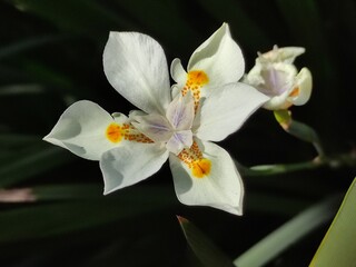 Beautiful blooming lily flowers in the garden close-up,Hermosas flores de lirio en flor en el primer plano del jardín