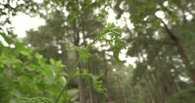 Wild flowers in a tropical forest blown by the wind | HD quality videos | Tropical forest atmosphere in Indonesia | Green leaves in nature