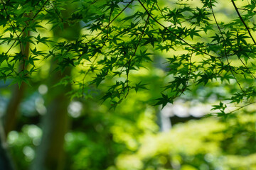 日本楓の新緑