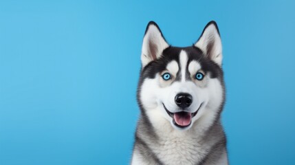 Siberian husky dog face portrait, blue studio background