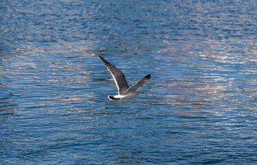 Black-tailed gull gliding over the sea. Larus crassirostris